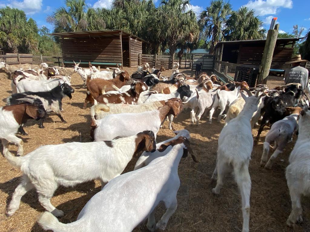 Goats
